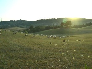 italia coast to coast