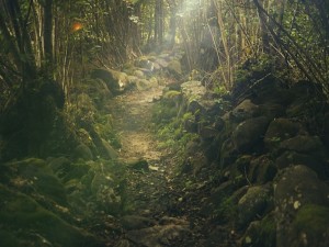 giornalismo ambientale