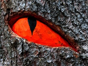 gusto trentino val di fiemme