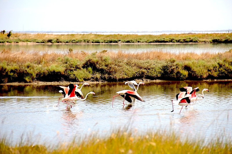 parco delta po