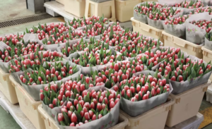 mercato ortofrutticolo